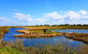 Près salés près de Gujan