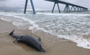 Dauphin retrouvé mort près du Wharf