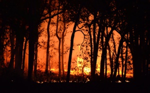 Suite des incendies 2022 : Évacuation de plus de 100 000 pins sinistrés dans la forêt usagère de La Teste-de-Buch