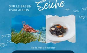 Quand pêcher la seiche sur le Bassin d'Arcachon ?