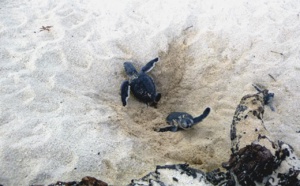 Tortues sur le bassin d’Arcachon en danger