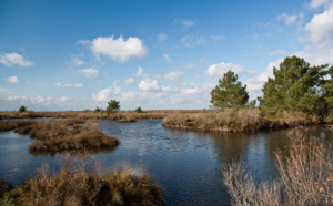 La Réserve Ornithologique du Teich : Un sanctuaire pour les oiseaux migrateurs