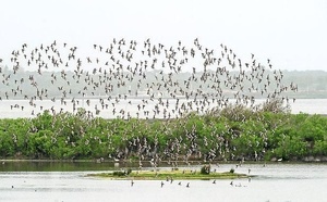 La vie sauvage en décembre : Le Bassin dans sa version nature