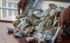 Que faire de vos coquilles d'huîtres après les fêtes ?