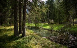 Les bienfaits des forêts du Bassin d’Arcachon : le Shinrin-Yoku