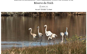 Les oiseaux migrateurs du Bassin d’Arcachon : un ballet aérien à observer absolument