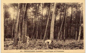 Le métier de gemmeur
