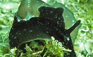 Un escargot de mer carnivore sème la terreur sur le bassin d’arcachon