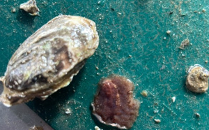 Un ver plat décime les huîtres du bassin d’Arcachon