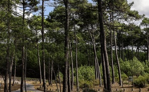 La forêt du Bassin d’Arcachon décroche (à nouveau) le label Forêt d’Exception