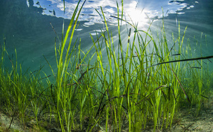 Zostère en danger : l’autre trésor du Bassin qu’on piétine sans le savoir