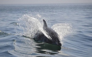 Où sont passés les dauphins du bassin d’Arcachon ? Où sont passés les dauphins du bassin d’Arcachon ?