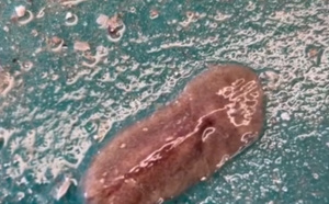 Y aura-t-il des huîtres du Bassin d’Arcachon à Noël ?