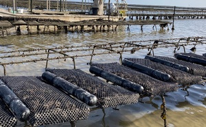 Casiers suspendus : l’innovation ostréicole qui séduit le Bassin d’Arcachon