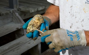 44 % des naissains (embryons d’huître) sont morts sur le bassin d’Arcachon