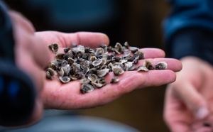 Qu’est ce que le naissain ?