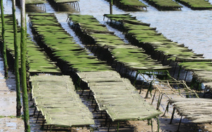 À marée basse, que font vraiment les parcs à huîtres du Bassin ?