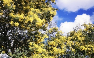 Solution à ces allergies au pollen qui empoisonnent le printemps