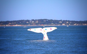 Queue de la baleine à Arcachon 2026