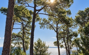 Pin maritime : pilotis du Bassin d’Arcachon