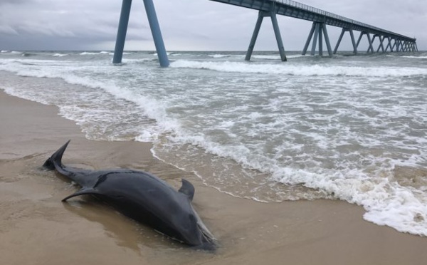 Dauphin retrouvé mort près du Wharf