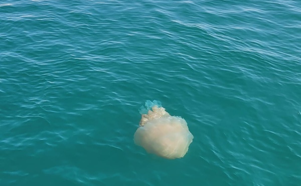 Méduses sur le Bassin d’Arcachon : toutes les réponses à vos questions