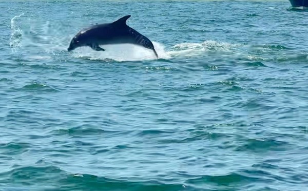 2026, année à dauphins sur le Bassin d’Arcachon : véritable retour ou simple effet d’optique ?