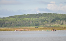 Arès et son près salé
