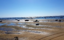 Carnage sur l'île aux oiseaux