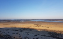 Près salé entre Gujan et La Teste face bassin d'Arcachon