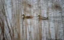 Réservé ornithologique du Teich 