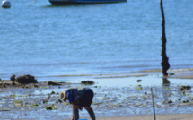 Ramassage sur une plage du Bassin d'Arcachon