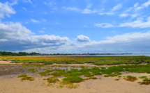 Balade depuis la Réserve de Saint-Brice vers Andernos