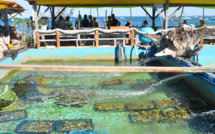 A l'Herbe, même les huîtres ont leur piscine