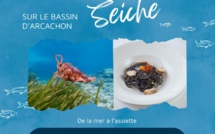Quand pêcher la seiche sur le Bassin d'Arcachon ?