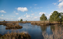 La Réserve Ornithologique du Teich : Un sanctuaire pour les oiseaux migrateurs