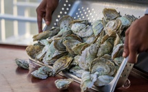 Que faire de vos coquilles d'huîtres après les fêtes ?