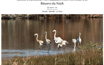 Les oiseaux migrateurs du Bassin d’Arcachon : un ballet aérien à observer absolument