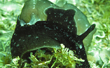 Un escargot de mer carnivore sème la terreur sur le bassin d’arcachon