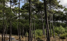 La forêt du Bassin d’Arcachon décroche (à nouveau) le label Forêt d’Exception