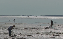 Pêche à pied sur le Bassin d’Arcachon : plus qu’un loisir, un art de vivre