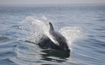 Où sont passés les dauphins du bassin d’Arcachon ?