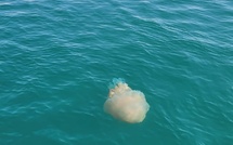 Méduses sur le Bassin d’Arcachon : toutes les réponses à vos questions