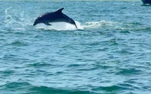 2026, année à dauphins sur le Bassin d’Arcachon : véritable retour ou simple effet d’optique ?