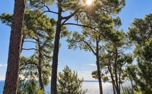 Pin maritime : pilotis du Bassin d’Arcachon