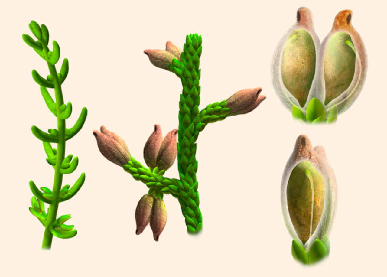 Cette plante a vécu avec les bronchiosaures Cette plante a vécu avec les bronchiosaures